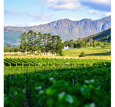 SCHÜWO Weinschule: Südafrika - bewegte Weingeschichte, traumhaftes Land, Dienstag, 18. Juni 2024