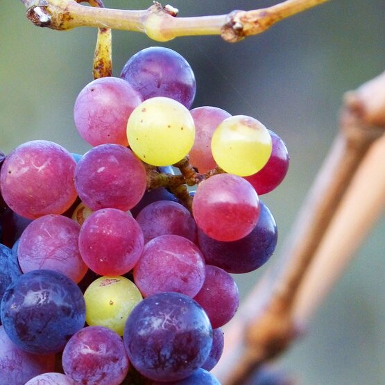 SCHÜWO Weinschule: Primitivo - Zinfandel - Crljenak , Dienstag, 22. Oktober 2024